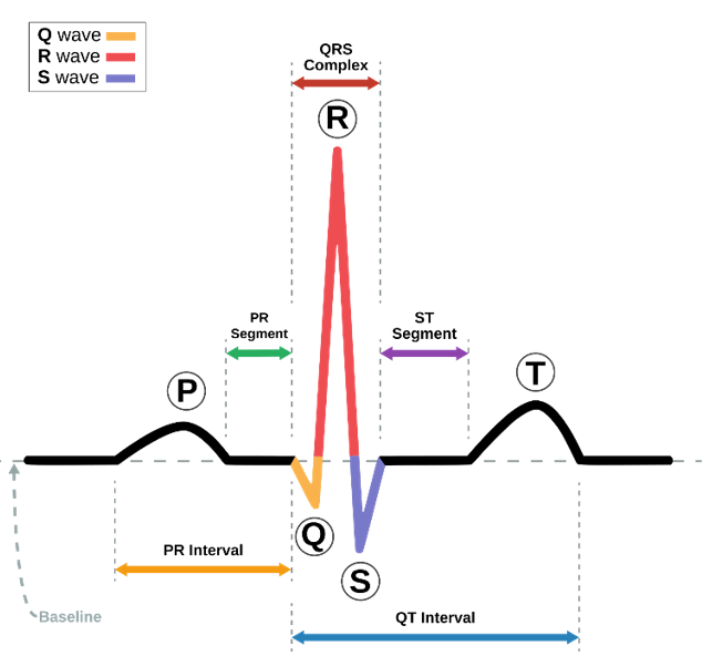 Electrocardiography.png